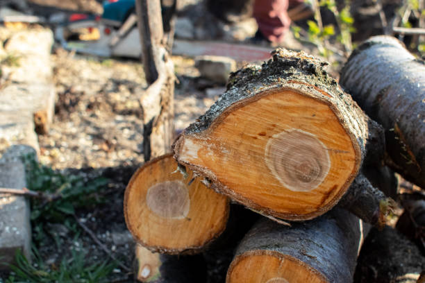 Best Storm Damage Tree Cleanup  in Karnes City, TX