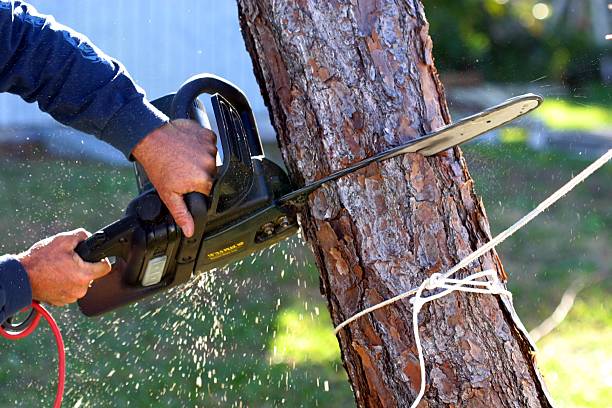 How Our Tree Care Process Works  in  Karnes City, TX