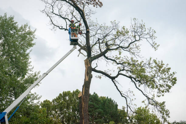 Best Tree Risk Assessment  in Karnes City, TX