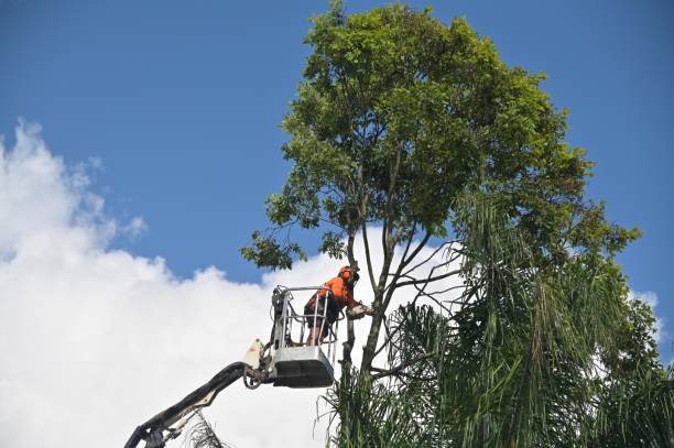 Best Utility Line Clearance  in Karnes City, TX