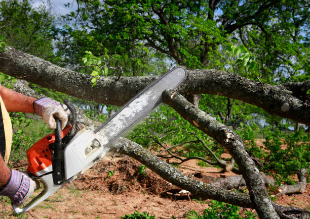 Professional Tree Removal Services in Karnes City, TX